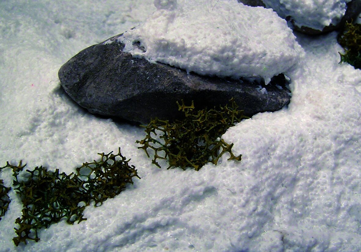 Vallejo Diorama FX Ground Textures Snow 200ml